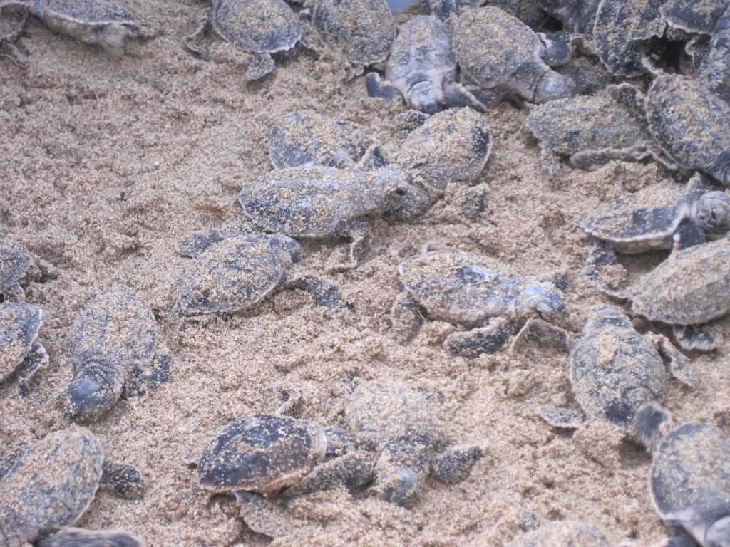 Ras Al Jinz Turtle Reserve